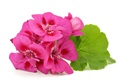 géranium