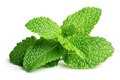 menthe poivrée