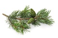 pin sylvestre